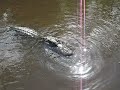 alligator!