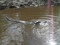 alligator!
