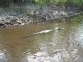 alligator!