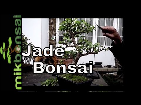 how to care for a jade tree