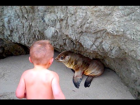 BABY VS SEA LION