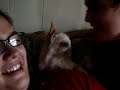 Cookies Attack !!! Chihuahua gets angry !! Cookies Attack !!! Chihuahua gets angry !!