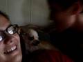 videos de Cookies Attack !!! Chihuahua gets angry !!