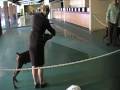 Best of Breed Doberman
