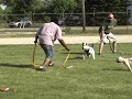 American Bulldog \"Trip\" Driviest puppy May 19th