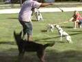 Bulldog Americano video