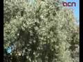 Les oliveres mil·lenàries de la finca de l'Arion d'Ulldecona produiran aquesta temporada uns 250 quilos d'oli