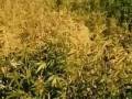 Ali G sick man.wmv
