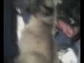 videos de me my kitty and my messy room.wmv