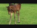 Foal meets world Foal meets world
