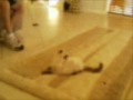My Kitten Doing Backflips