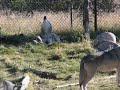 The Pack Sings