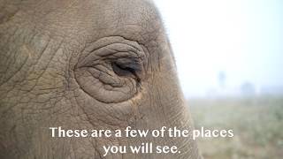 A Virtual Tour Of The Elephant Conservation & Care Center