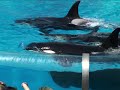 Shamu show