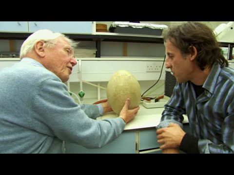 The Ancient Elephant Bird Egg - #AttenboroughWeek - Attenborough and the Gaint Egg - BBC