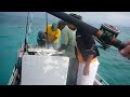 barracuda knocked out after catch barracuda knocked out after catch