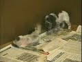 See video
