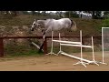 Bellhaven Cardentice free jumping