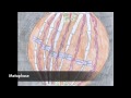 Meiosis and Mitosis