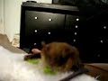 billy bats eating peas billy bats eating peas