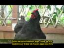 homegrown revolution    subtitulado 