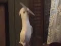 Musical Cockatoo Louise