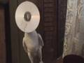 Musical Cockatoo Louise
