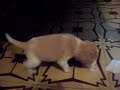 Beagle Myla
