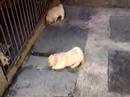 cachorrada