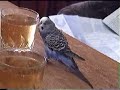 Riky, the speaking parrot Riky, the speaking parrot