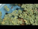 Pond Under 20USD Cleaning Tutorial Pond Under 20USD Cleaning Tutorial