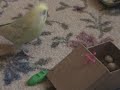 Chi-Chi's new trick Chi-Chi's new trick