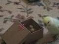 Chi-Chi's new trick
