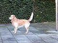 Going Ga Ga in My Garden