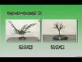 Bonsai - Foreigners Special - Part 2 of 3