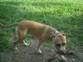 il mio pitbull e le dicerie comuni