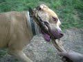 il mio pitbull e le dicerie comuni