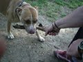 il mio pitbull e le dicerie comuni