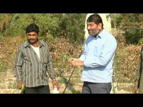 how to fertilize garlic plants