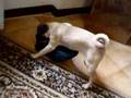 Pug video