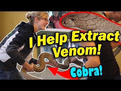 YouTube reptile video