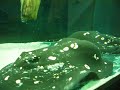 Rochen und Arowanas im privaten Aquarium