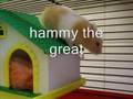 MO JO , JO JO AND HAMMY MY SPOILED HAMSTERS.