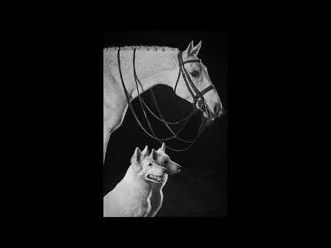 video-show