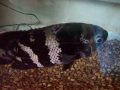 PeIxes de ph diferentes vivendo em um mesmo aquário. O importante é o ph ser ligeiramente ácido e a água com sistema de gotejamento no aquário de vidro. 