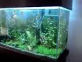 Meu aquário de 200 litros100X40X50.2 Peixes papagaios1 Balashark4 Acará bandeira4 Tetra preto1 Arco-iris vermelho (Melanotaenia Maçã)1 Bicolor5 Paulistinha tigre véu (Brachydanio frankei)4 Sumatra4 Barbus Conchonio4 Colisa Lalia2 Bettas (macho) outros mais... 
