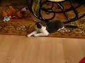 Cat and laser light Cat and laser light