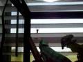 Chameleon Eating a Cricket