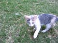 Naoki, la gata loca