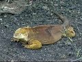 GALAPAGOS LIZARDS